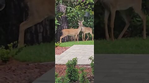 Mini Bully confronts 4 deer in my yard.