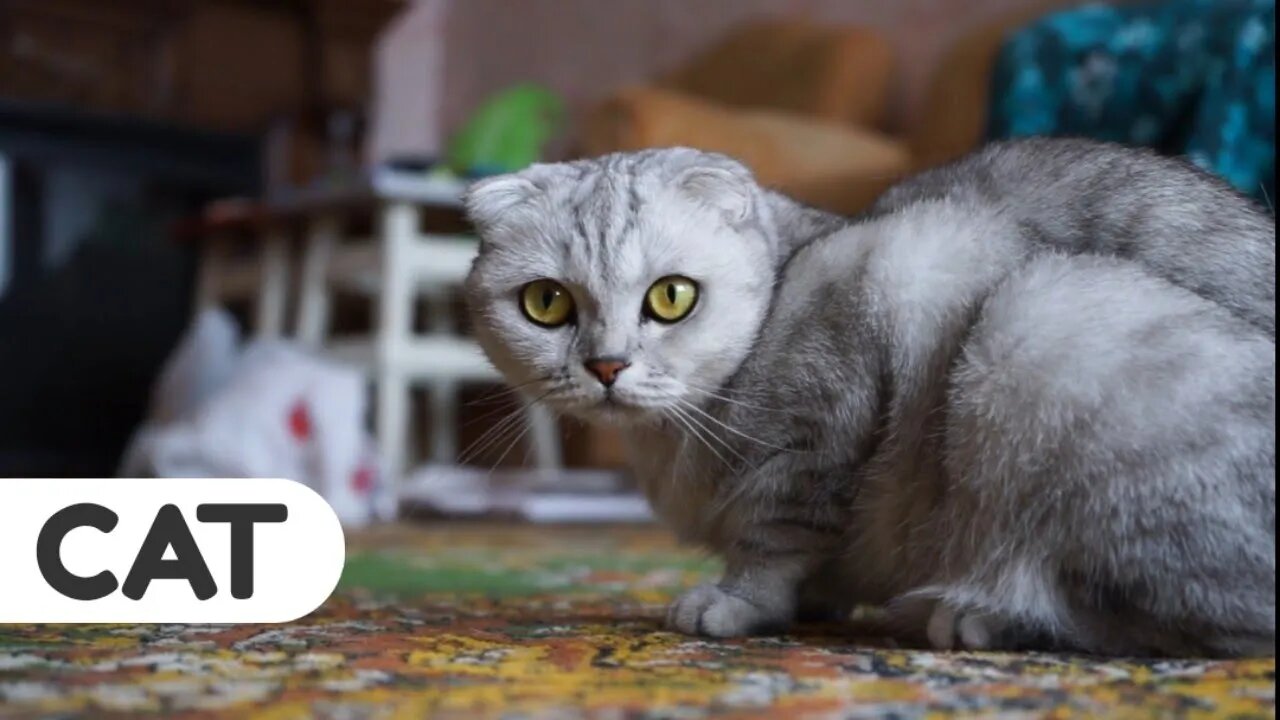 #kolinsky • A Cat On The Floor Looking Curiously At The Camera