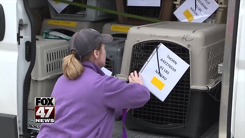 Capital Area Humane Society takes in Florida shelter dogs