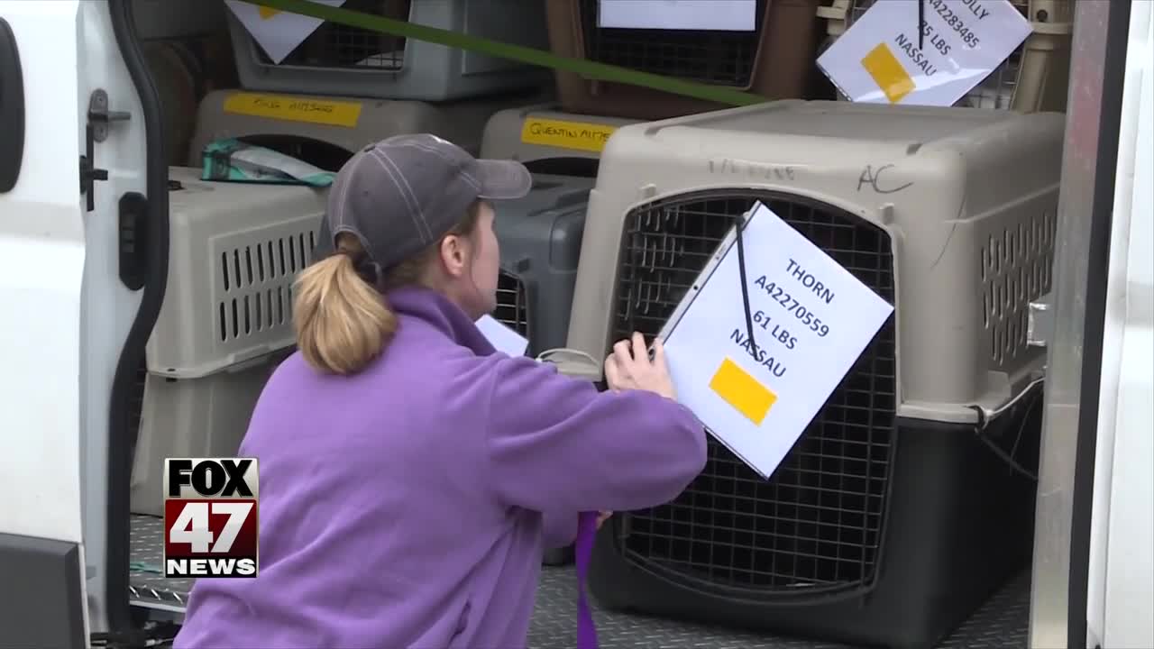 Capital Area Humane Society takes in Florida shelter dogs