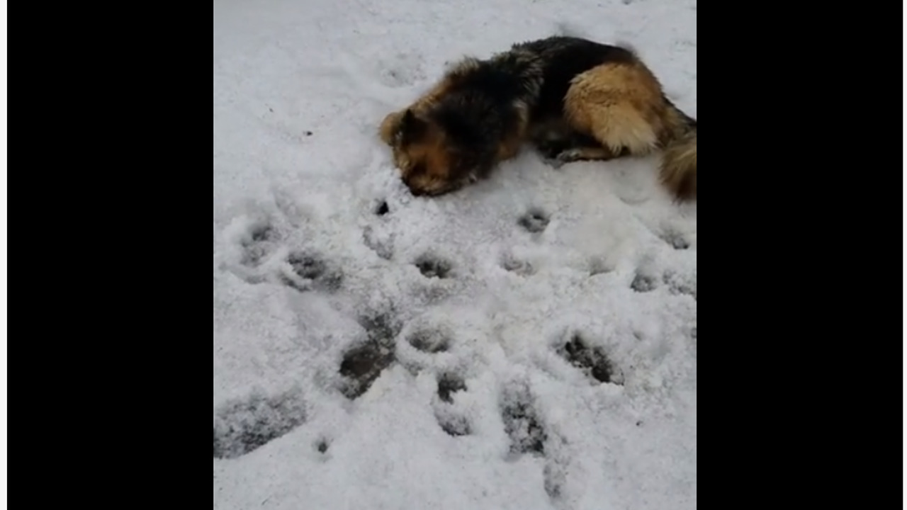 German Shepherd Has Funny Way Of Playing In Snow