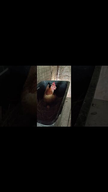 Forest is out from her babies and laying an egg, Rusty is waiting