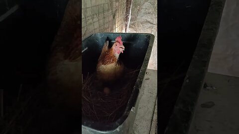 Forest is out from her babies and laying an egg, Rusty is waiting