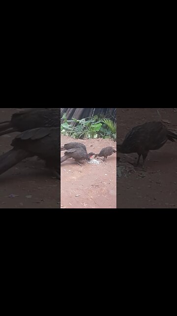 Jacu e seus filhotes em busca de comida