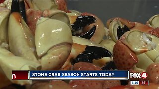 Stone crab season starts today