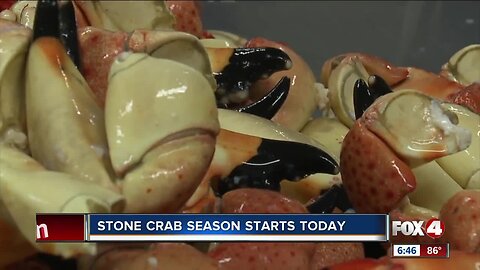 Stone crab season starts today