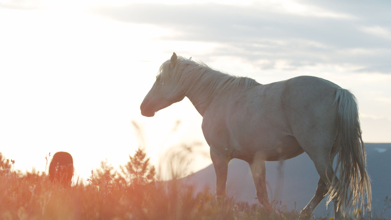 The Of "Hunting in America: A Historical Perspective on the Country's Oldest Tradition"