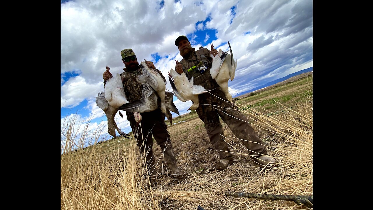 Snow Goose Hunt in Arizona Desert