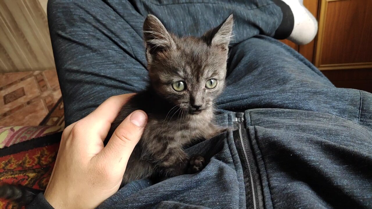 The kitten is trying to bite off my finger.