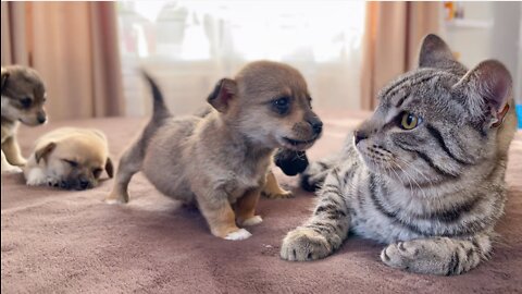 Funny_Cat_Reaction_to_Puppies_[Kitty_sees_them_for_the_First_Time