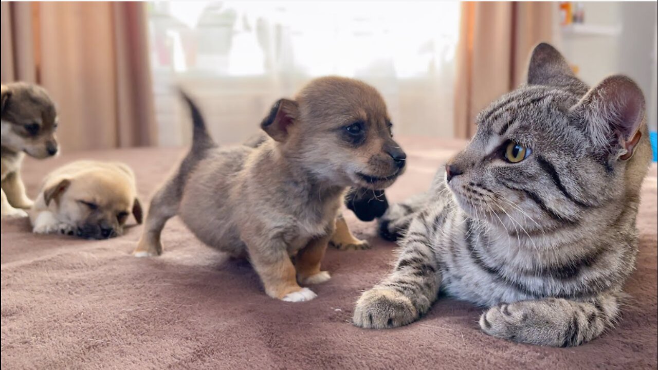 Funny_Cat_Reaction_to_Puppies_[Kitty_sees_them_for_the_First_Time