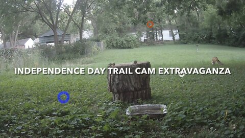 Independence Day Trail Cam Extravaganza