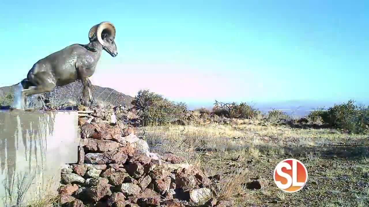 AZ Game & Fish: YOU can help provide life-sustaining water for Arizona's wildlife