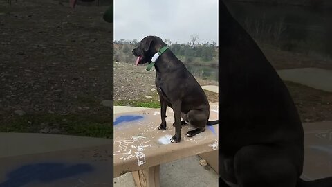 Dog Appreciates Nature Park