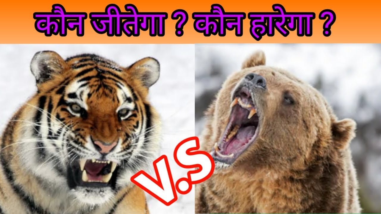 Who will lose, who will win, Siberian tiger vs Grizzly Bear