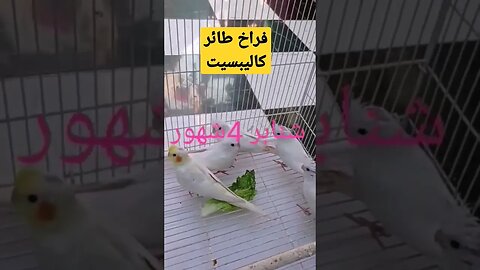 فراخ طائر كاليبسيت