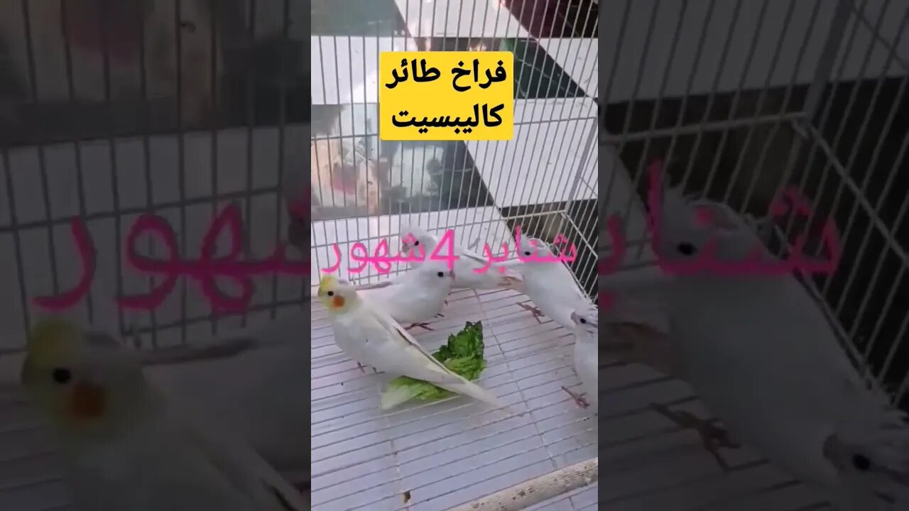 فراخ طائر كاليبسيت