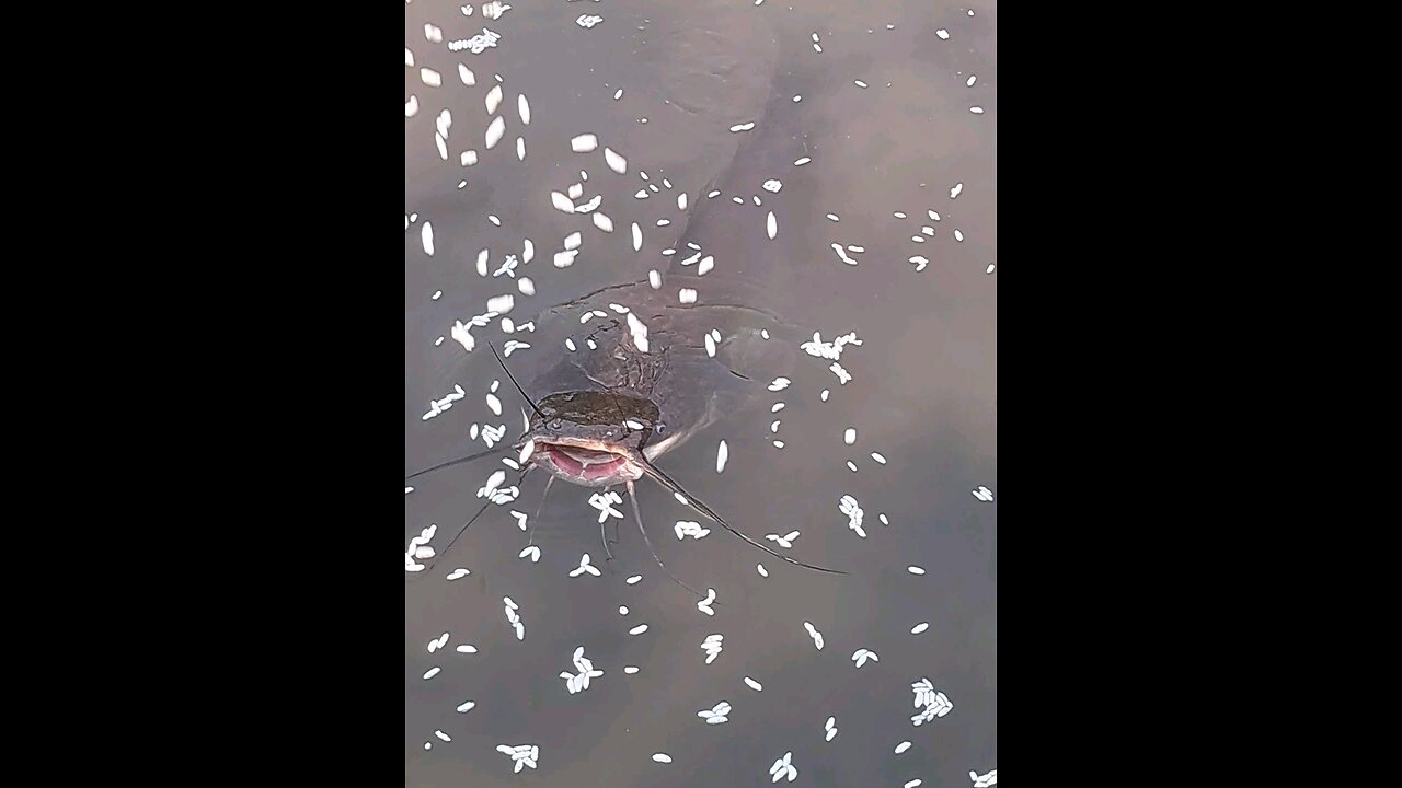 big catfish eating food