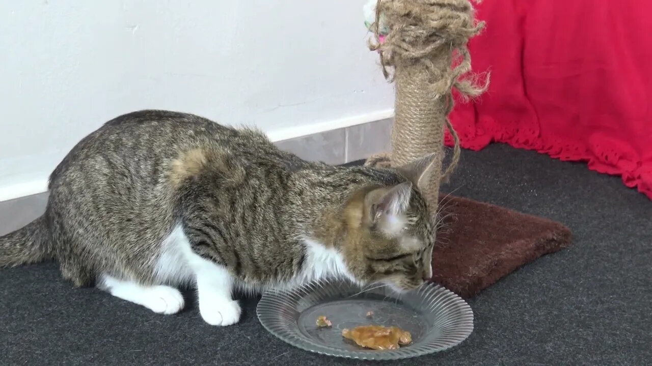 Cute Fluffy Cat Is Hungry