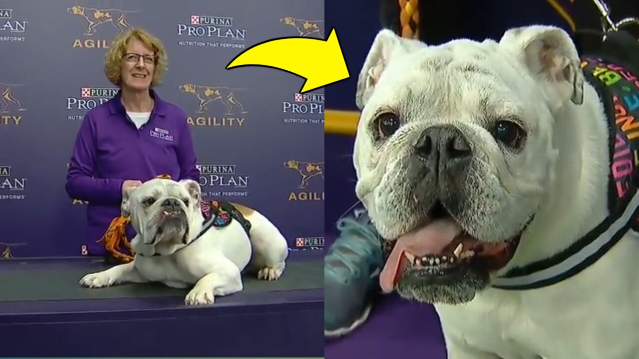 Watch_Rudy_the_Bulldog_crush_the_2019_WKC_Masters_Agility_course_|_FOX_SPORTS