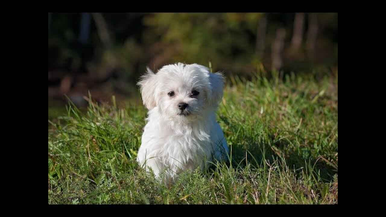 Funny Puppies Activity at Home ..Watch till end