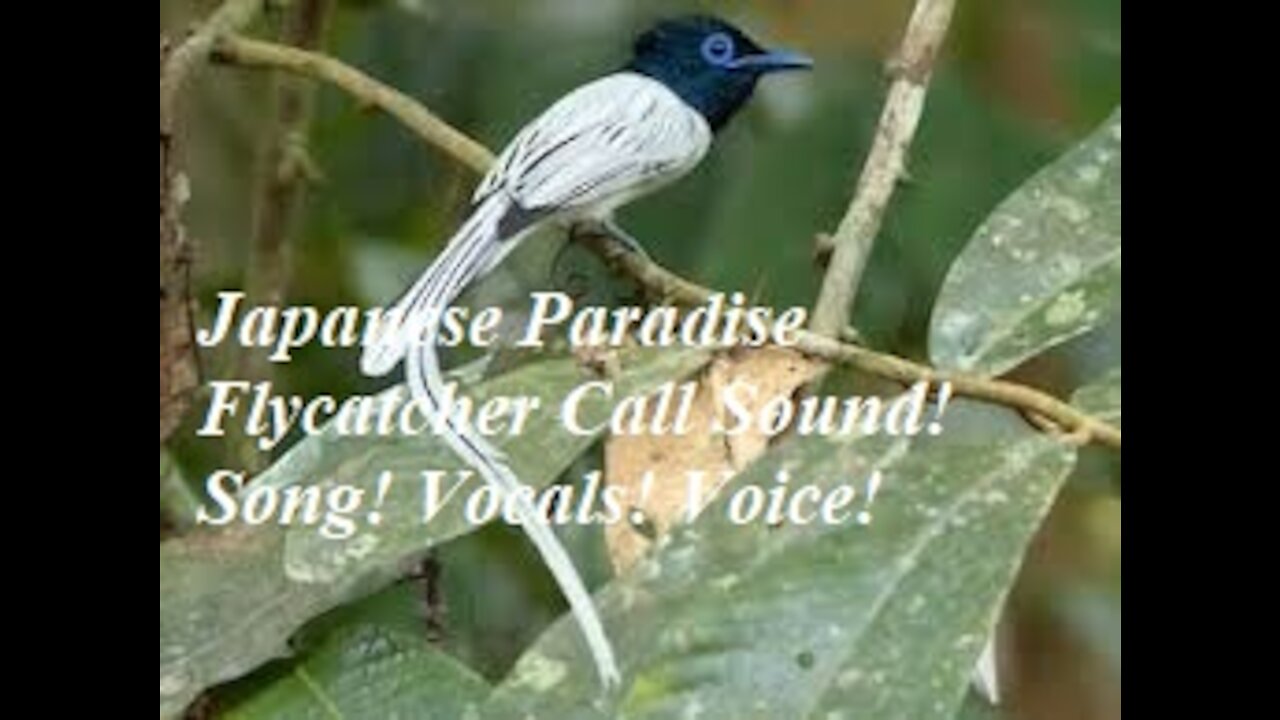 Japanese Paradise Flycatcher Call Sound! Song! Vocals! Voice!