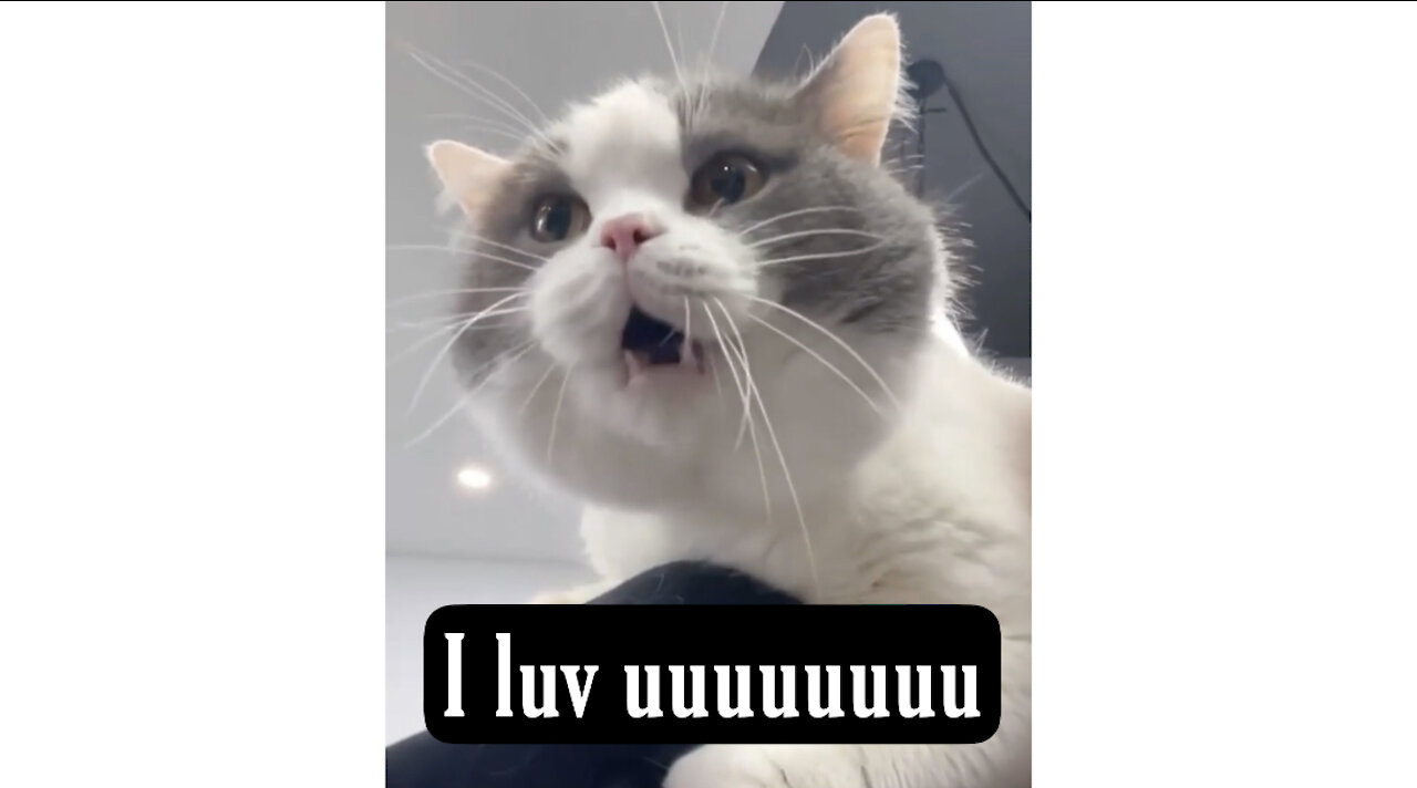 OMG! Cat Can Speak English! I Love You - Cat Language