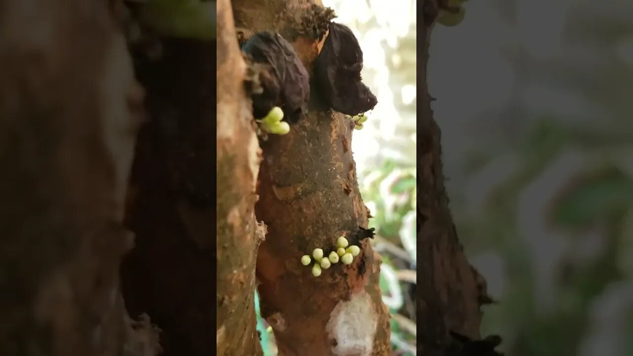 Pé de Jabuticaba no Quintal