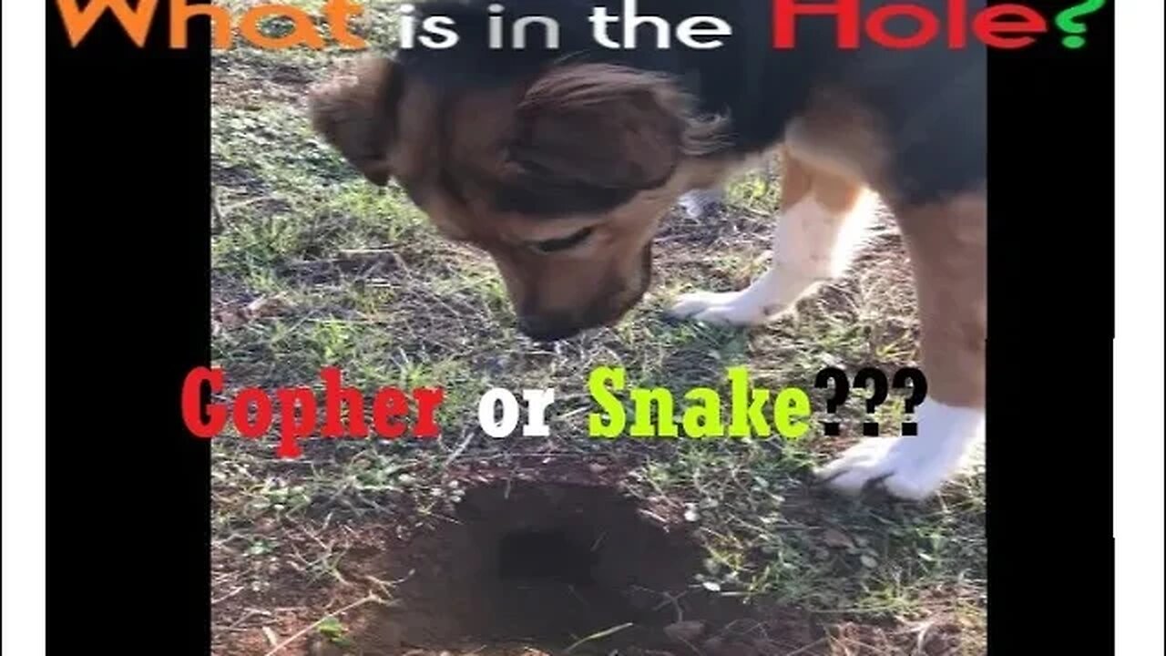 German Australian Shepherds vs. Gophers | Who Wins? | Spoiler! | DIY in 4D