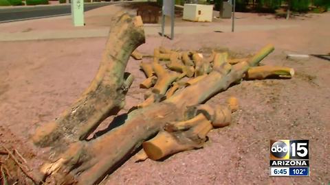How to spot problem trees that may blow over during Monsoon