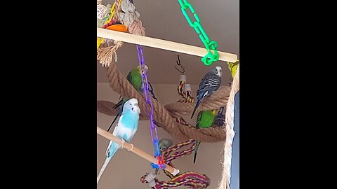 Budgie Banter