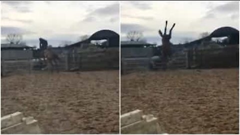 Salta la recinzione a cavallo... ma finisce male!
