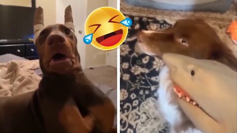 (2022) Funny and Cute Dogs Will Help Your Life Not Be Boring Funny Animal Videos 🤣 #1