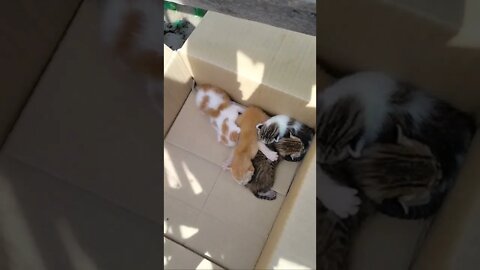 cute kitten #shorts