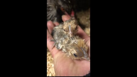 Freshly hatched sebright chicks