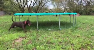 Hundeejer opfinder endeløs leg