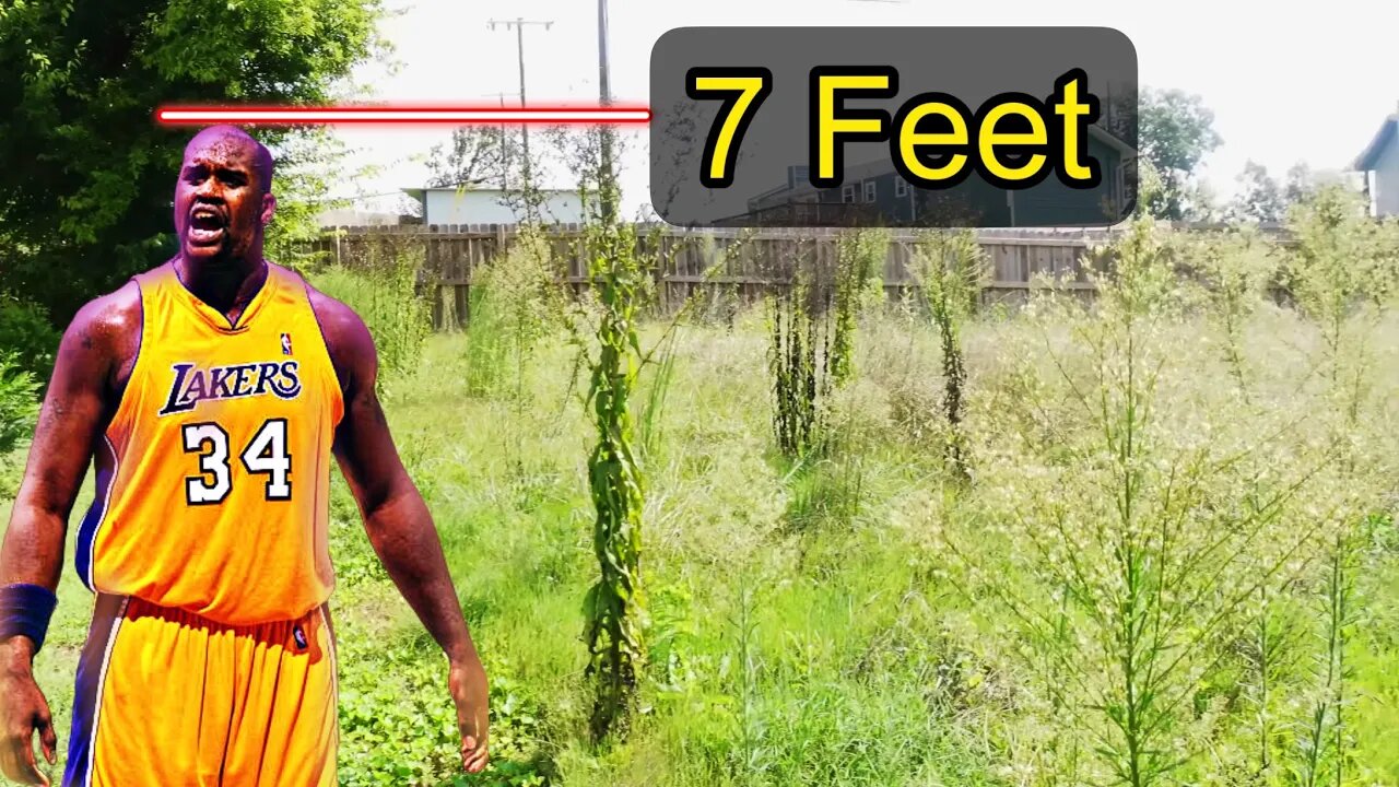 Grass Taller Than SHAQ- Can I MOW It?