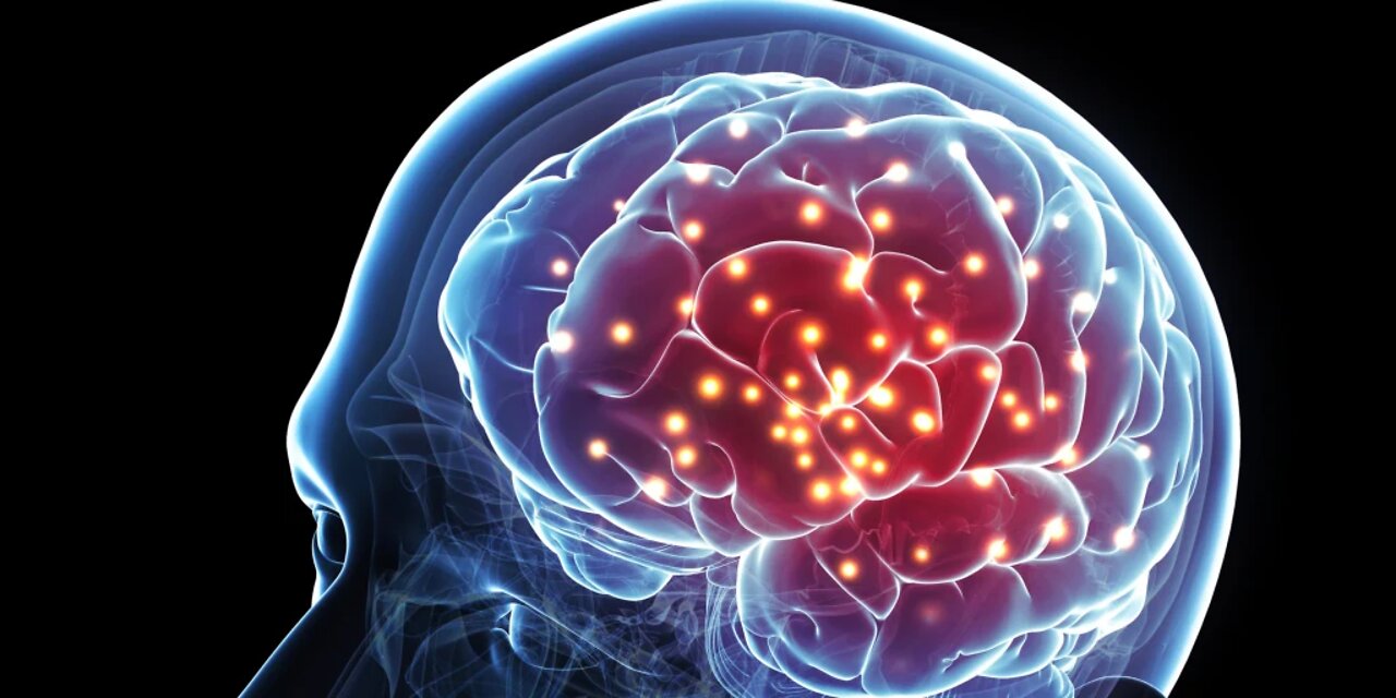 Human brain size