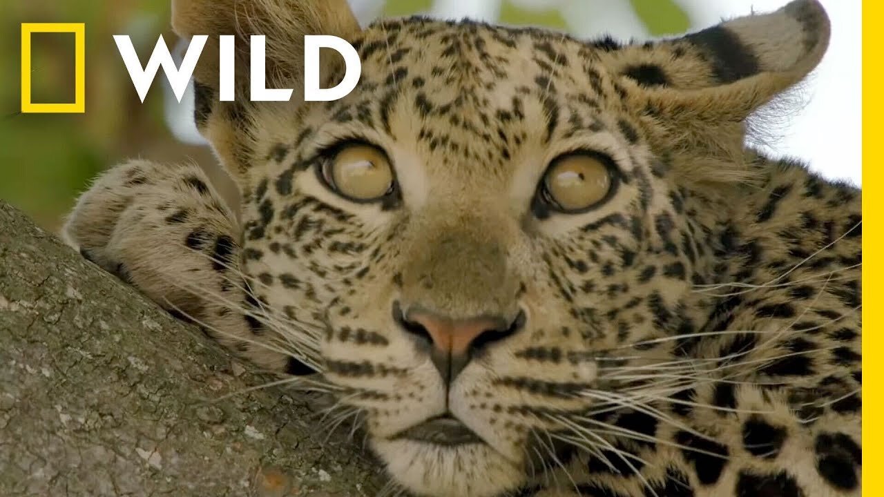 🔴 LIVE: Enter the Savage Kingdom: Ultimate Predators | Watch Now on Nat Geo WILD