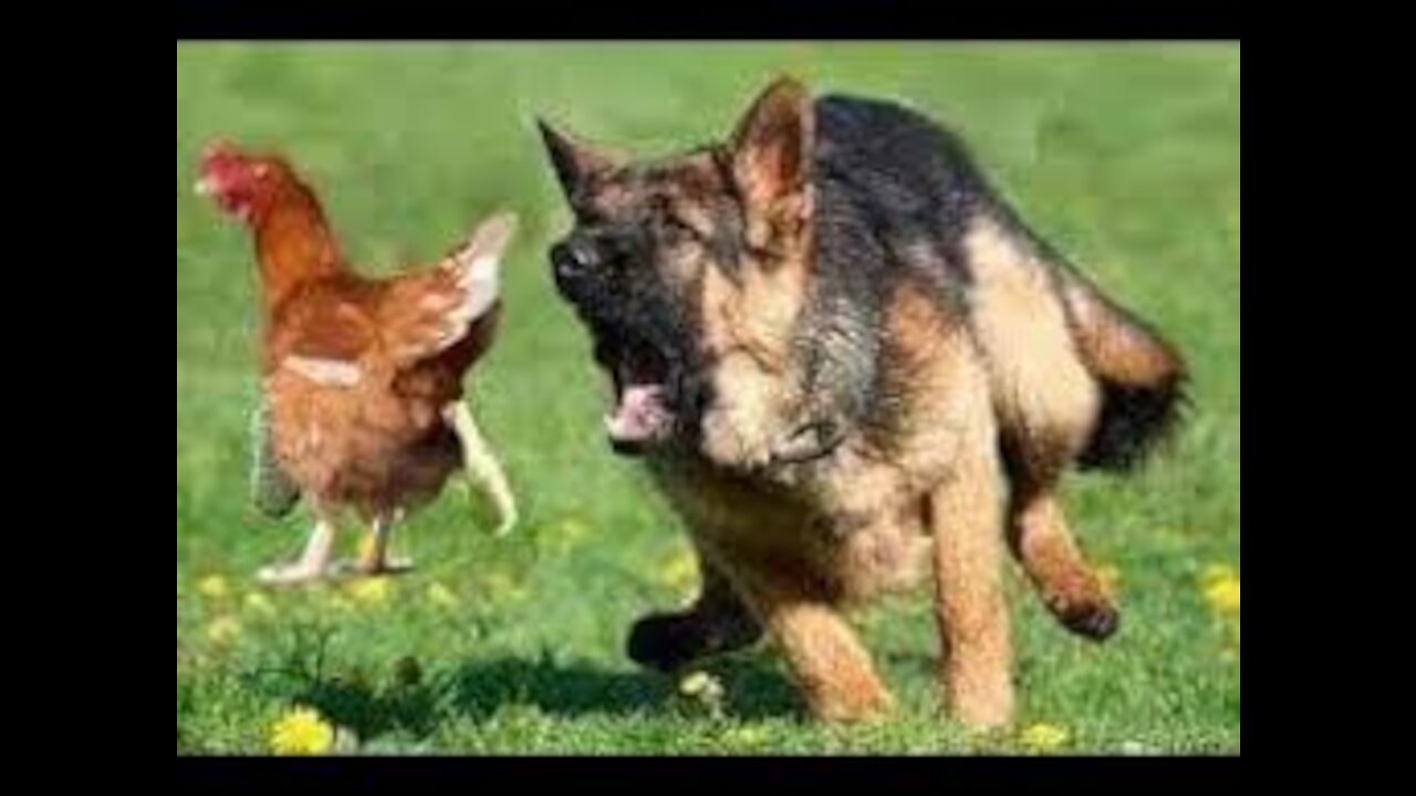 Chicken VS Dog Fight_Funny Dog Fight Videos