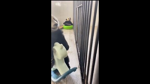 How they survive in nature? Pandas being goofy