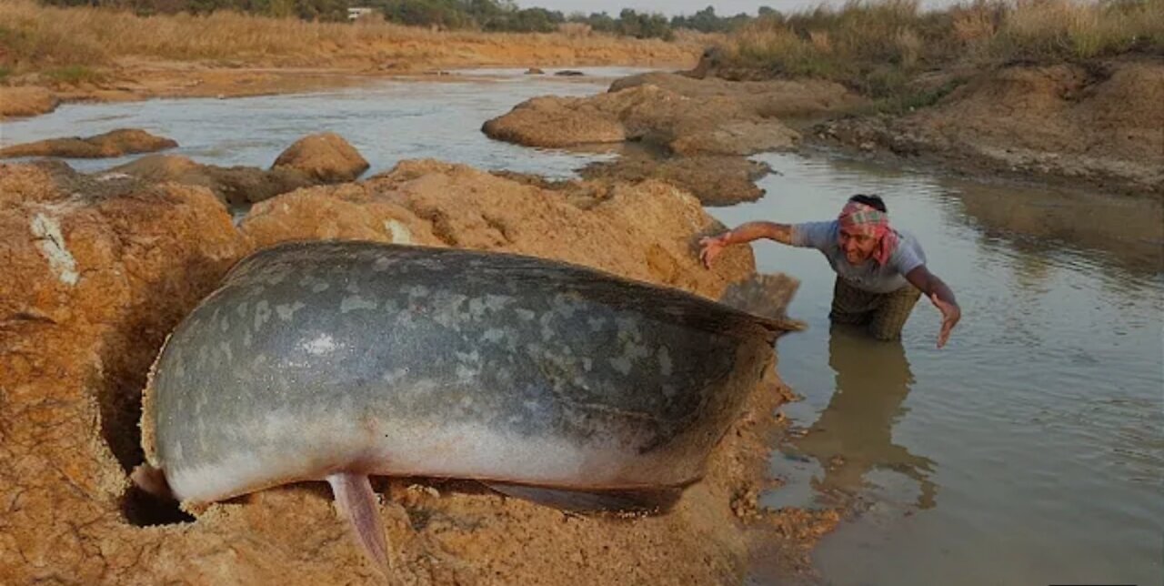 Best Amazing Fishing By Hand In The River Underground Monster Catching Dry Place 2021 Video #fishing