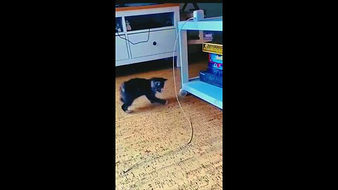 Funny Cute Cat Videos 2024