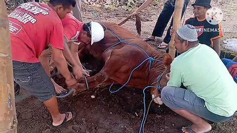 IDUL ADHA 2023 DI MASJID BAITUN NUR BAJANG TALUN BLITAR