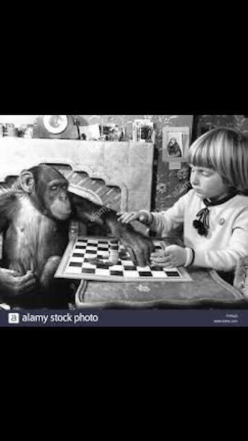 A Girl playing with Chimps
