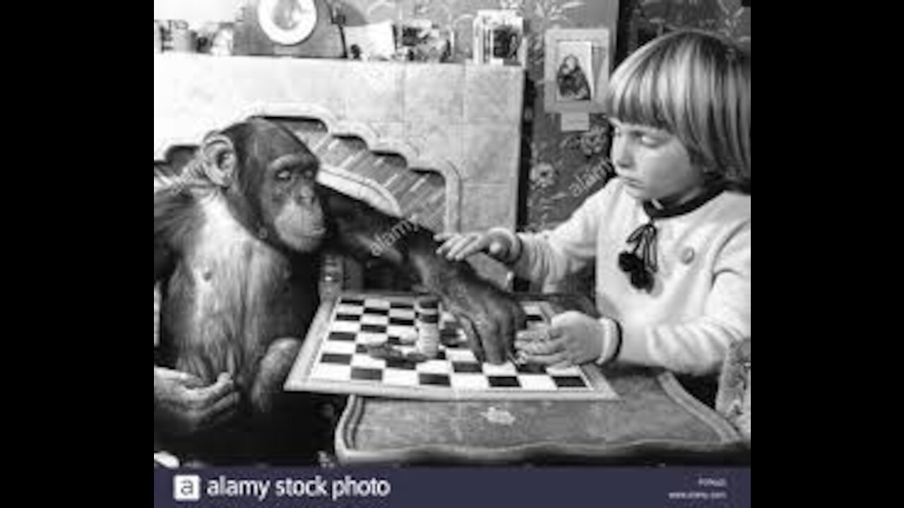 A Girl playing with Chimps