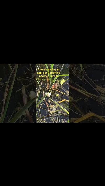 A Turtle Eating an Apple Pt 2 WE LOVE ALL of you STEPPERS! 10/1/22 #stepS2uccess #get2steppin #S2 💛