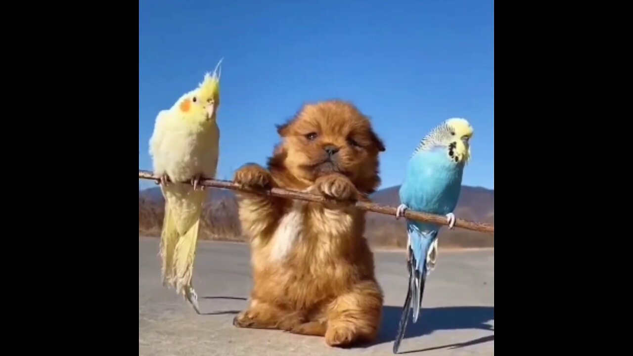 Dog "weightlifting"