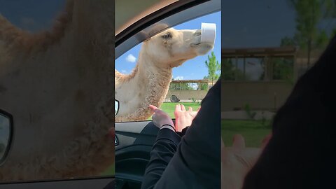 Camels not be playing (they gonna take what they want)