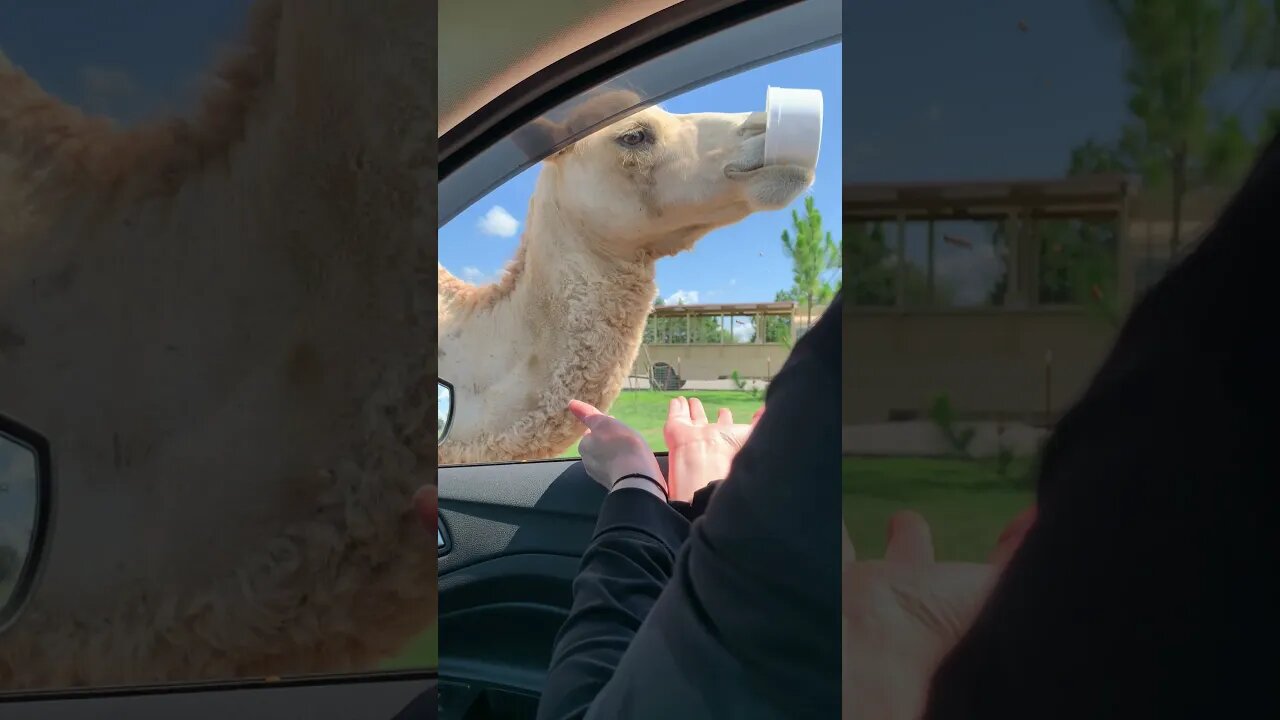 Camels not be playing (they gonna take what they want)